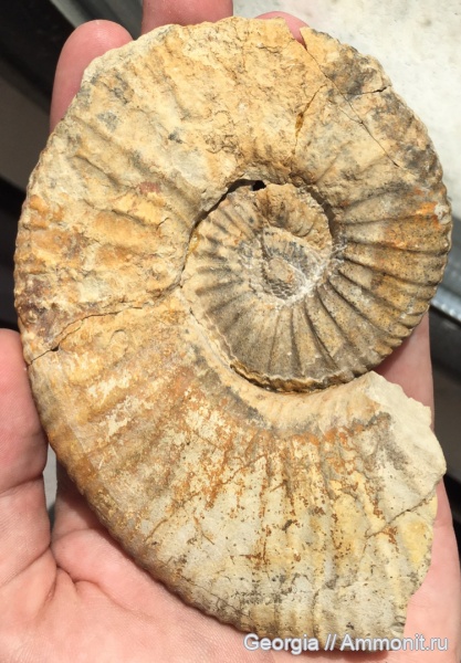 мел, гетероморфные аммониты, головоногие моллюски, Грузия, Heteroceratidae, Colchiditinae, Martelites