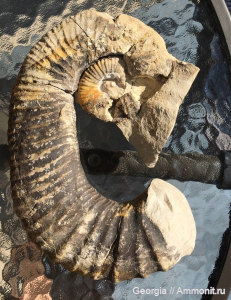 мел, гетероморфные аммониты, головоногие моллюски, Грузия, Heteroceratidae, Colchidites, Colchiditinae
