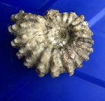 Douvilleiceras mammillatum