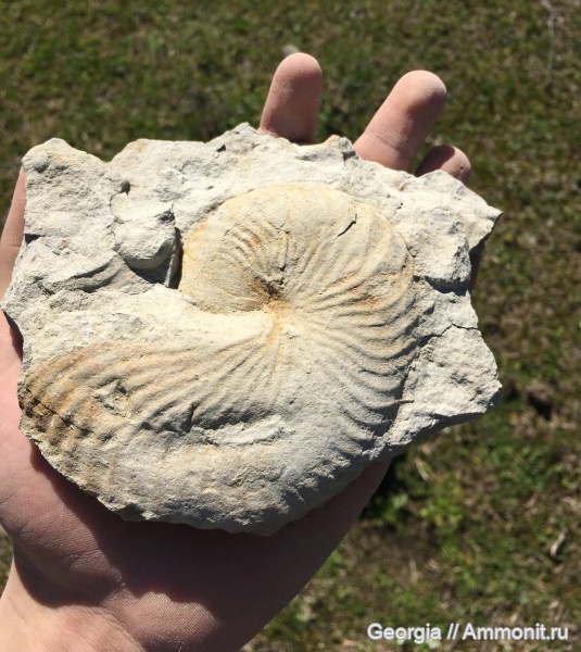 моллюски, мел, наутилусы, Грузия, аптский ярус, Anglonautilus, Nautilidae