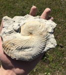 Anglonautilus из Грузии