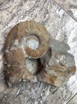 Барремский Pseudocrioceras