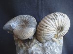 Colombiceras caucasicum и Eogaudryceras sp.