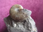 Euphylloceras sp