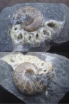Euphylloceras sp