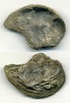 Аmphidonta subsinuata