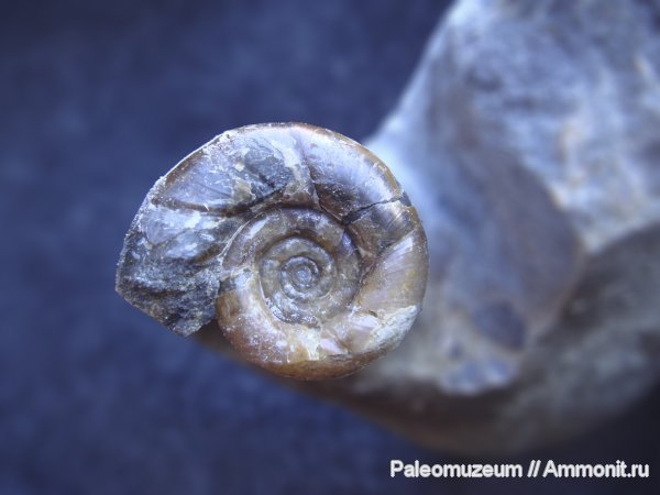 мел, Адыгея, Gaudryceratidae, Gaudryceras, Lytoceratina, Cretaceous