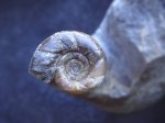 Gaudryceras sp.