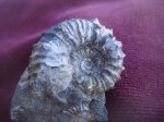 Diadochoceras caucasicum