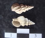 Cerithium vulgatum