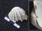 Cerastoderma fitton