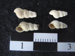 Odostomia sp