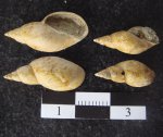 Galba sp.