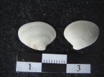 Protothaka sp