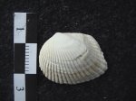 Cardium sp