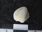 Cardium 2