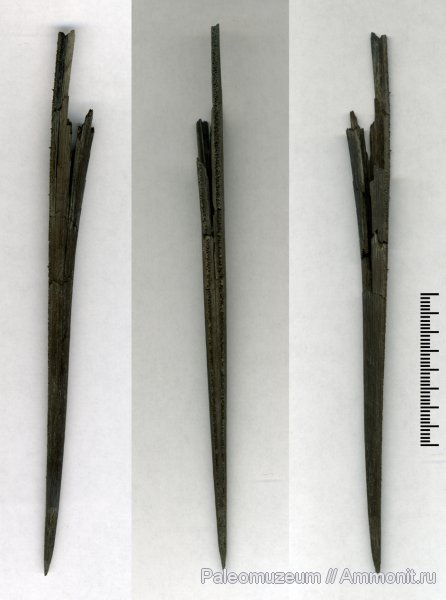 палеоген, Адыгея, р. Белая, Palaeorhynchidae