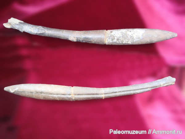 белемниты, Адыгея, р. Белая, belemnites