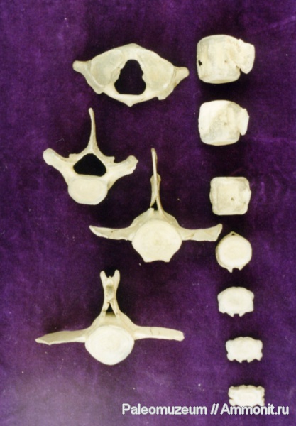 дельфины, Адыгея, Kentriodontidae, miocene dolphin