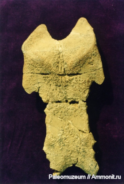 дельфины, Адыгея, Kentriodontidae, miocene dolphin
