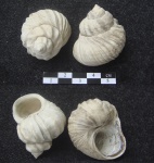 Barbotella intermedia