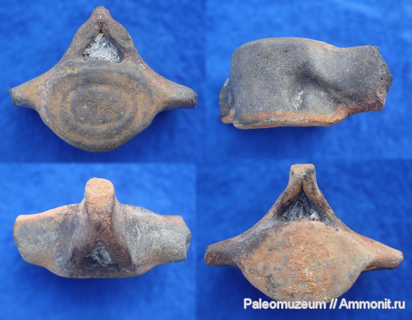 неоген, Адыгея, р. Белая, Cetotherium, цетотерии