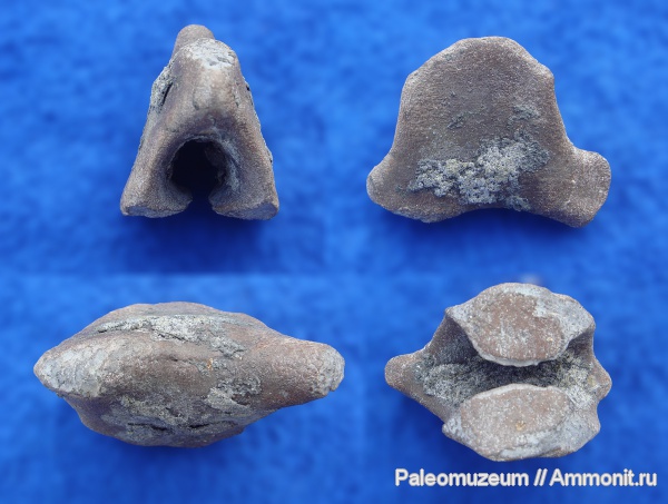 неоген, Адыгея, р. Белая, Cetotherium, цетотерии
