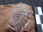 Monotis sp.