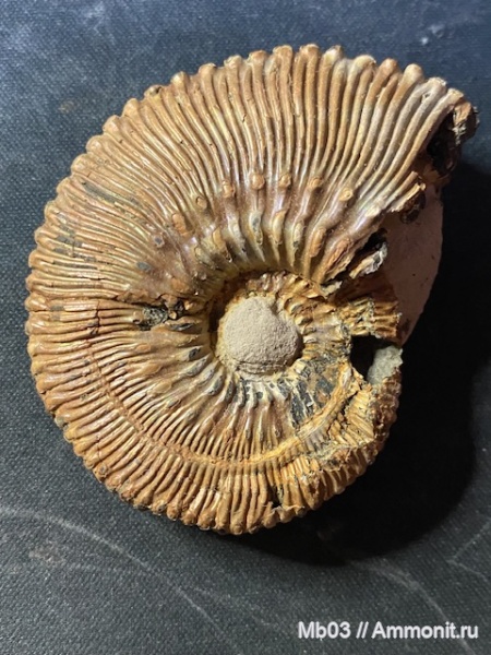 аммониты, Kosmoceras, Kosmoceras proniae, Рязань, михайловский карьер