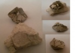 Зуб Tanaodus sp.