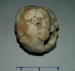Чашка Aesiocrinus patens