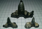 Glikmanius occidentalis