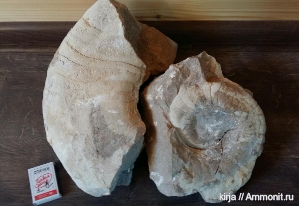 Endolobus, Nautilida