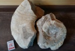 Endolobus spectabilis