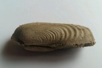 Allorisma sp.