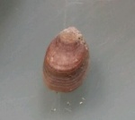 Lingula cf. elliptica