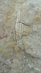 Pegocrinus bijugus
