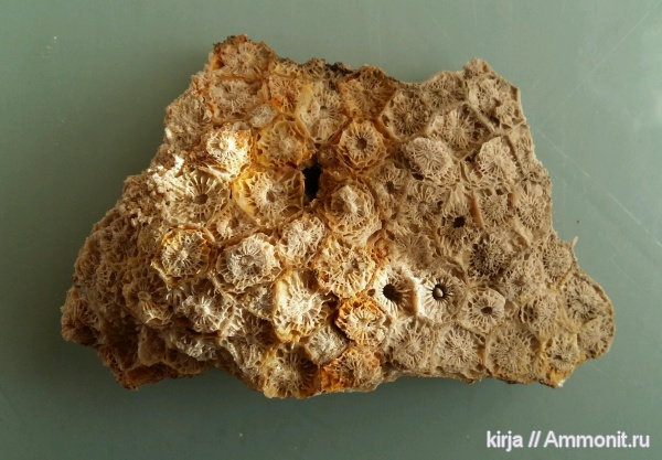 Actinocyathus, колониальные кораллы, Rugosa