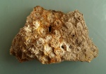 Фрагмент колонии Actinocyathus