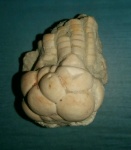 Mooreocrinus geminatus