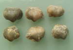 Martinia glabra