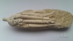 Pegocrinus bijugus