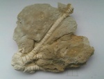 Pegocrinus bijugus