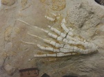 Moscovicrinus multiplex