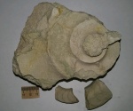 Domatoceras