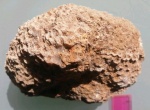 Lithostrotion sp.