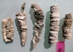 Corwenia sp.