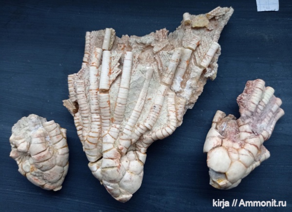 морские лилии, карбон, криноидеи, Moscovicrinus, Moscovicrinus multiplex