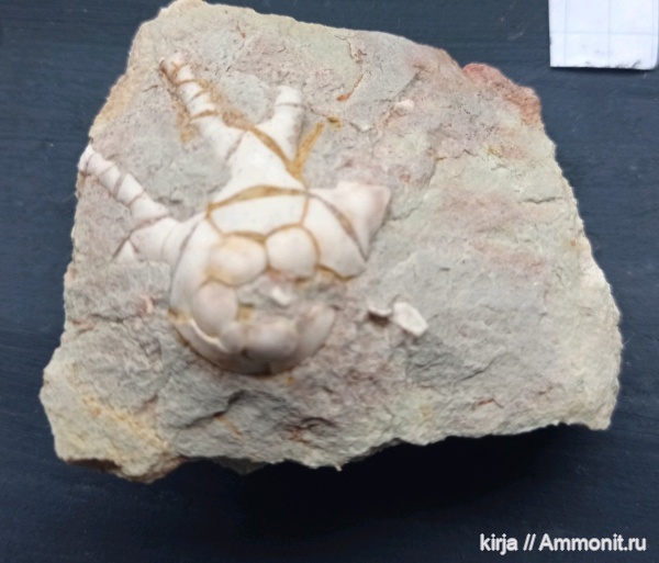 морские лилии, карбон, криноидеи, Aesiocrinus patens