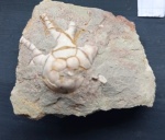 Aesiocrinus patens